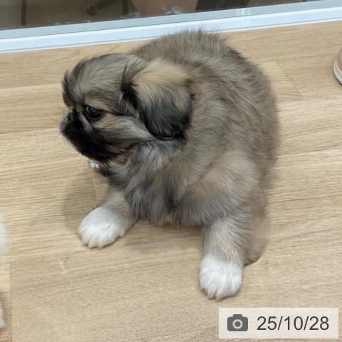 ペキニーズの写真