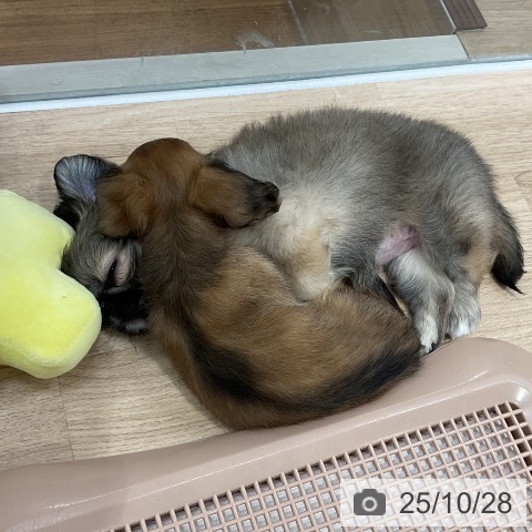 ペキニーズの写真