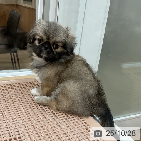 ペキニーズの写真