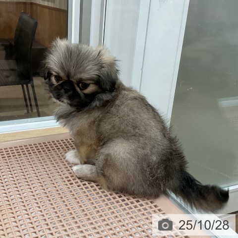 ペキニーズの写真