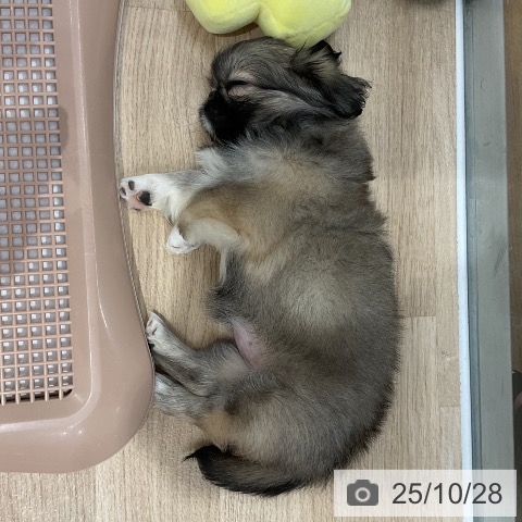 ペキニーズの写真