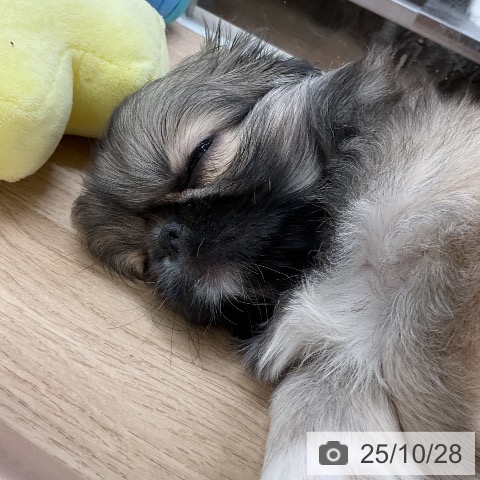 ペキニーズの写真