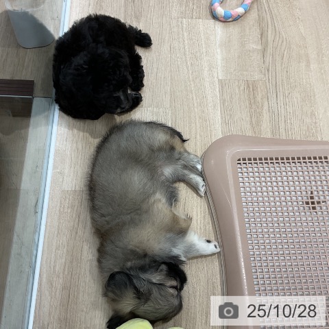 ペキニーズの写真