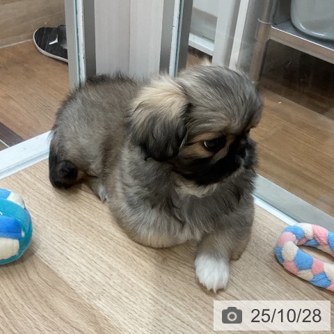 ペキニーズの写真