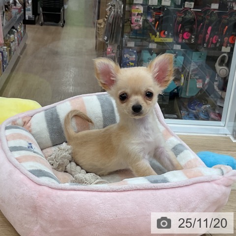 福岡県のチワワ(ロング) (ペットプラス 香椎浜店/2025年8月28日生まれ/男の子/クリーム)の子犬の3枚目の画像