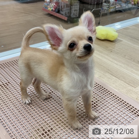 福岡県のチワワ(ロング) (ペットプラス 香椎浜店/2025年8月28日生まれ/男の子/クリーム)の子犬の3枚目の画像