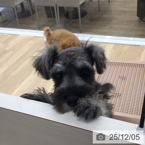 福岡県のミニチュアシュナウザー (ペットプラス 春日店/2025年8月28日生まれ/男の子/ソルトペッパー)の子犬の4枚目の画像