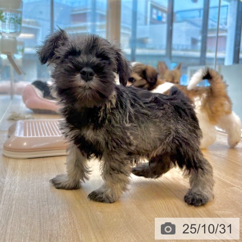 福岡県のミニチュアシュナウザー (ペットプラス 春日店/2025年8月28日生まれ/男の子/ソルトペッパー)の子犬の3枚目の画像