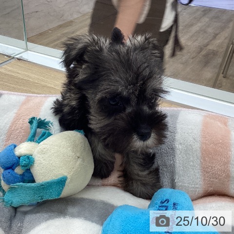 ミニチュア・シュナウザーの写真