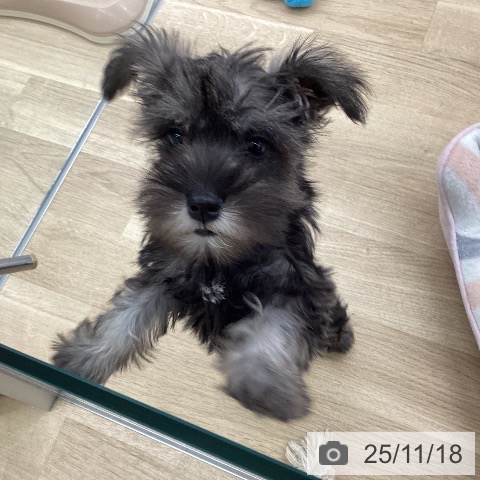 福岡県のミニチュアシュナウザー (ペットプラス 黒崎店/2025年8月28日生まれ/女の子/ソルトペッパー)の子犬の3枚目の画像