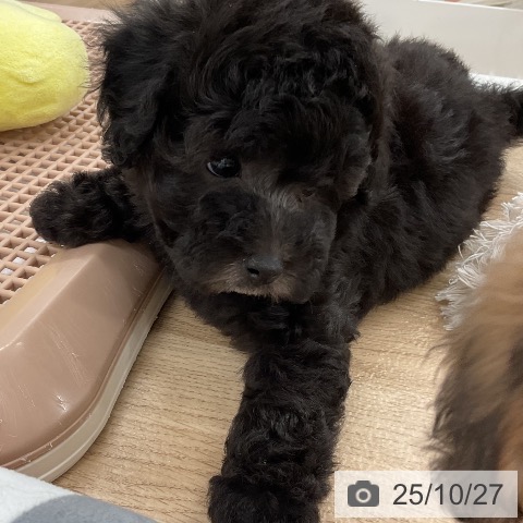 トイ・プードルの写真