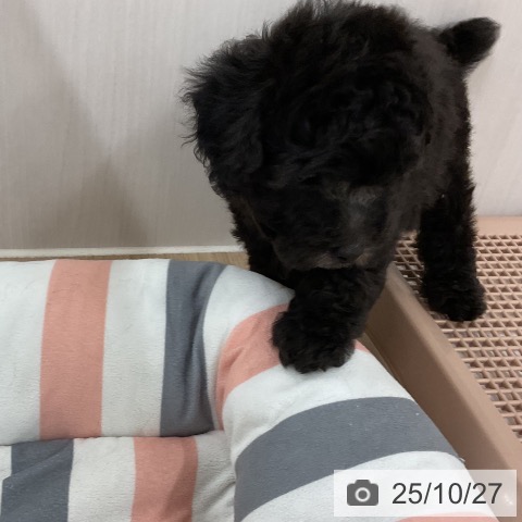 トイ・プードルの写真