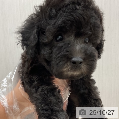 トイ・プードルの写真