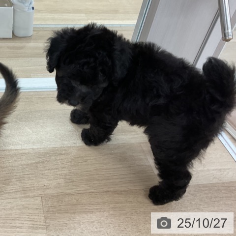 トイ・プードルの写真