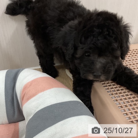 トイ・プードルの写真