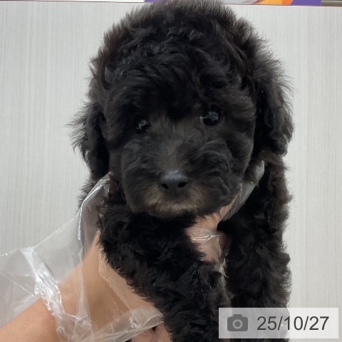 トイ・プードルの写真