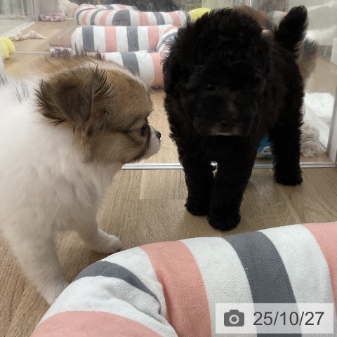 トイ・プードルの写真