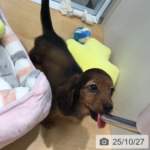 カニーンヘン・ダックスフンドの写真