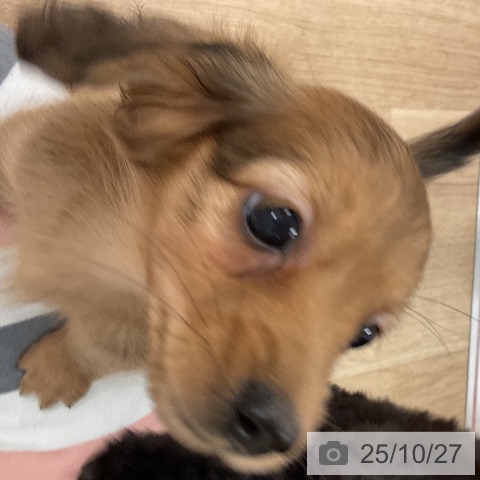 カニーンヘン・ダックスフンドの写真