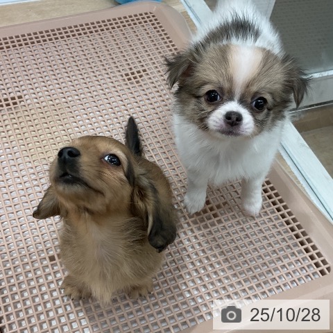 カニーンヘン・ダックスフンドの写真