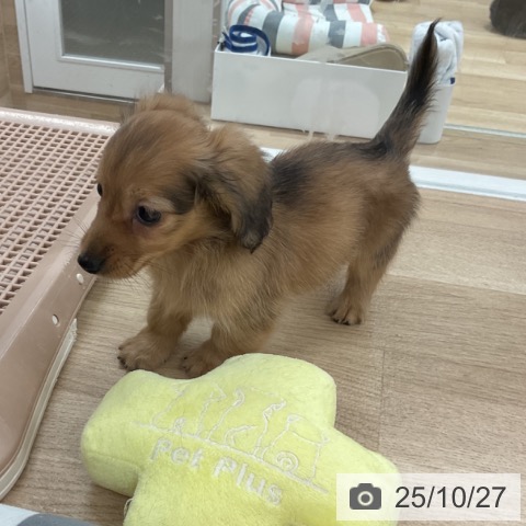 カニーンヘン・ダックスフンドの写真