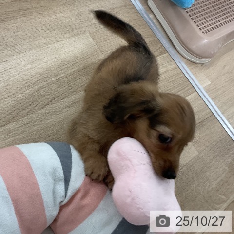 カニーンヘン・ダックスフンドの写真