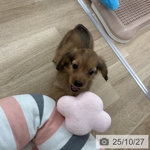 カニーンヘン・ダックスフンドの写真