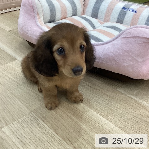 カニーンヘン・ダックスフンドの写真