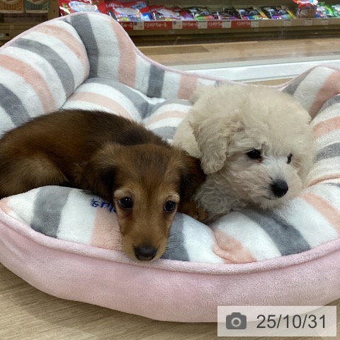 群馬県のカニンヘンダックスフンド(ロング) (ペットプラス 前橋店/2025年8月27日生まれ/男の子/レッド)の子犬の4枚目の画像