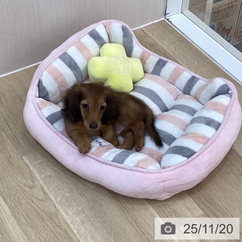 群馬県のカニンヘンダックスフンド(ロング) (ペットプラス 前橋店/2025年8月27日生まれ/男の子/レッド)の子犬の3枚目の画像