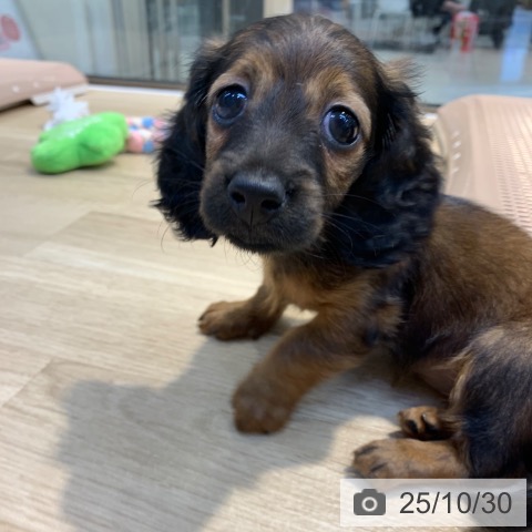 カニーンヘン・ダックスフンドの写真