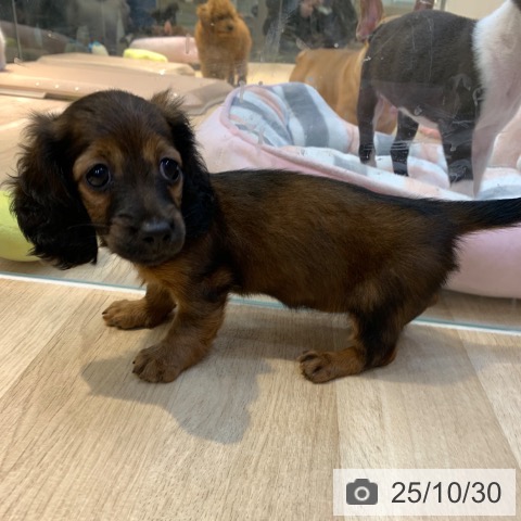 カニーンヘン・ダックスフンドの写真