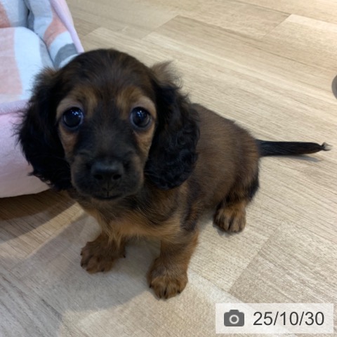 カニーンヘン・ダックスフンドの写真