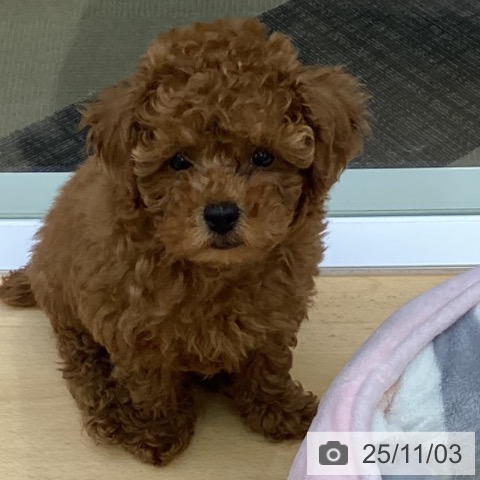 トイ・プードルの写真