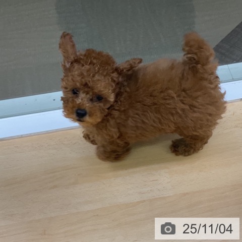 三重県のトイプードル(トイ) (ペットプラス 津南店/2025年8月28日生まれ/男の子/レッド)の子犬の3枚目の画像