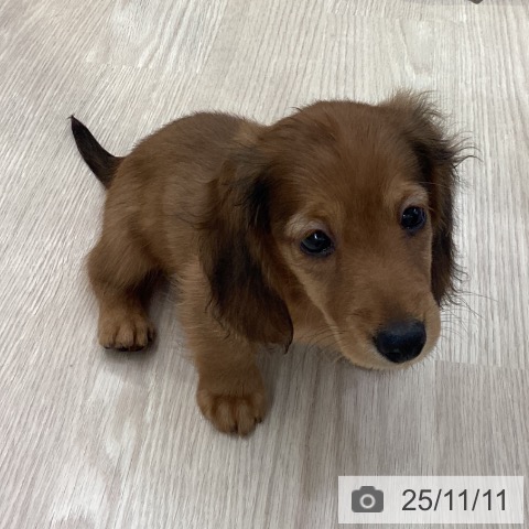 愛知県のミニチュアダックスフンド(ロング) (ペットプラス 豊橋牧野店/2025年8月27日生まれ/男の子/レッド)の子犬の4枚目の画像