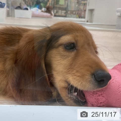 愛知県のミニチュアダックスフンド(ロング) (ペットプラス 豊橋牧野店/2025年8月27日生まれ/男の子/レッド)の子犬の3枚目の画像