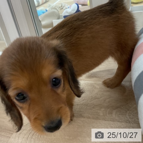 ミニチュア・ダックスフンドの写真