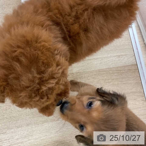 ミニチュア・ダックスフンドの写真