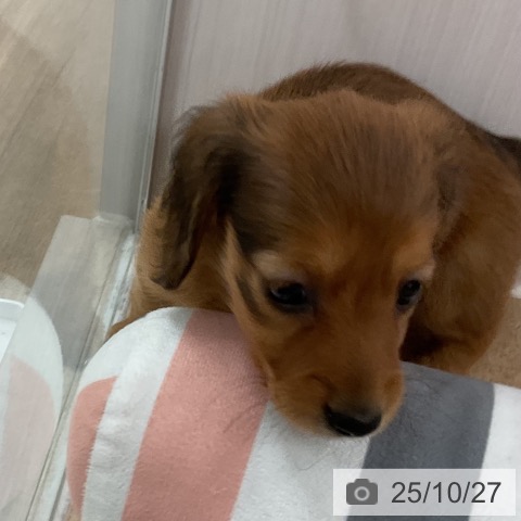 ミニチュア・ダックスフンドの写真