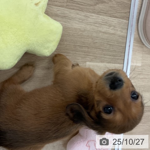 ミニチュア・ダックスフンドの写真