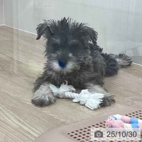 ミニチュア・シュナウザーの写真