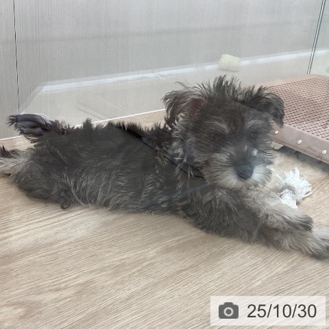 ミニチュア・シュナウザーの写真