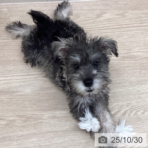 ミニチュア・シュナウザーの写真