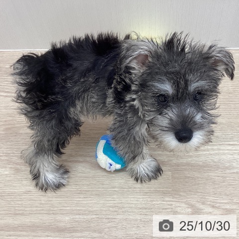 ミニチュア・シュナウザーの写真