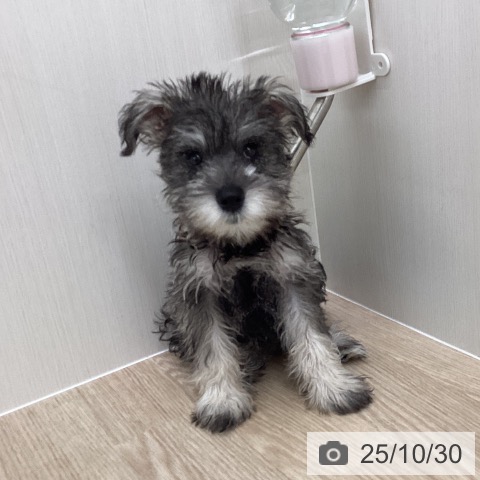 ミニチュア・シュナウザーの写真