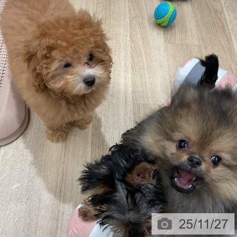 福岡県のトイプードル(トイ) (ペットプラス 八幡東店/2025年8月25日生まれ/女の子/レッド)の子犬の4枚目の画像