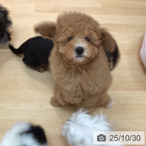 トイ・プードルの写真