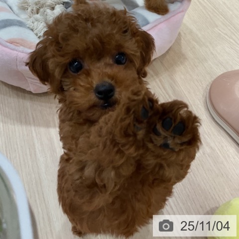 トイ・プードルの写真