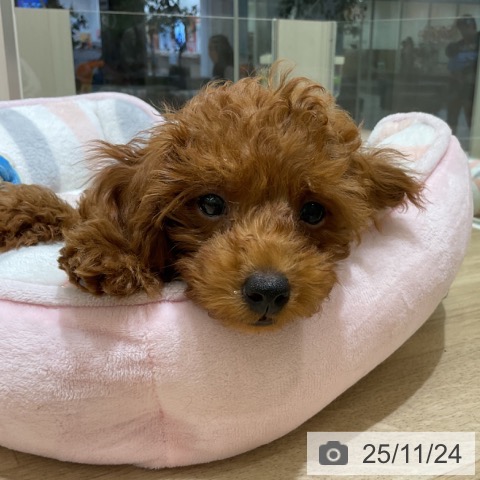 愛知県のトイプードル(トイ) (ペットプラス イオンモール豊川店/2025年8月27日生まれ/女の子/レッドフォーン)の子犬の4枚目の画像